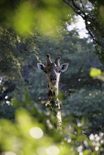 Giraffe As Seen Looking Through Trees, Namibia PosterPrint