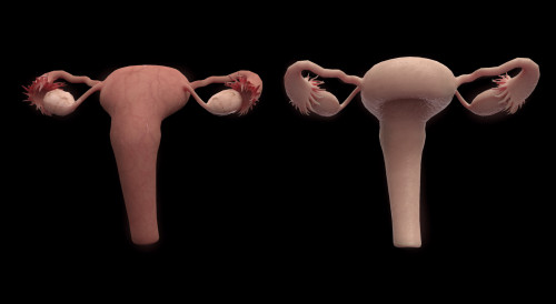 3D rendering of female reproductie system Poster Print - Item # VARPSTSTK701156H