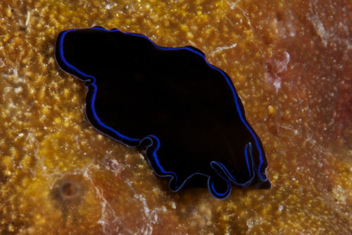A large Sapphire flatworm on coral, Fiji Poster Print - Item # VARPSTTMO400220U