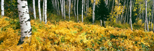 Aspen trees in a forest, Phelps Lake, Grand Teton National Park, Wyoming, USA Poster Print - Item # VARPPI168120