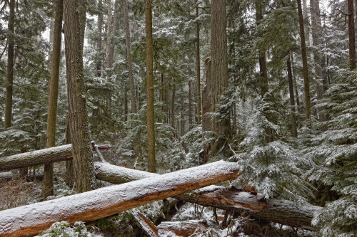 Snow Covered Trees In Cathedral Grove Near Port Alberni, Vancouver Island, British Columbia. PosterPrint - Item # VARDPI2037932