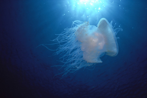 Hawaii, White Jellyfish, Midwater In Blue Ocean Backlit By Sunburst A88C PosterPrint - Item # VARDPI1998016