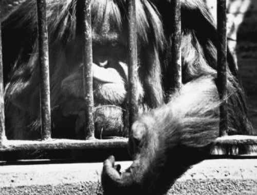 Side profile of a rooster perching in a window Poster Print - Item # VARSAL2553712
