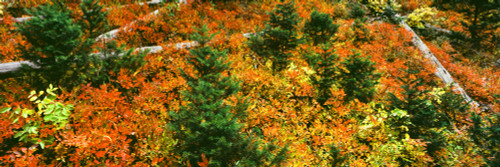 Elevated view of fallen trees in a forest, Taggart Lake, Grand Teton National Park, Wyoming, USA Poster Print - Item # VARPPI168130