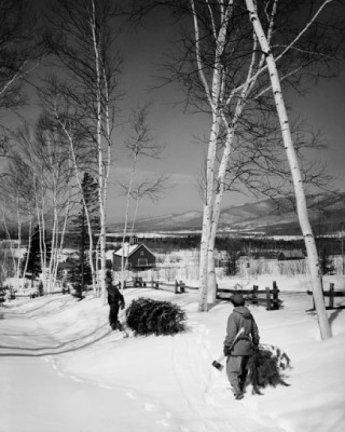 Rear view of two boys pulling Christmas trees on snow Poster Print - Item # VARSAL25538028