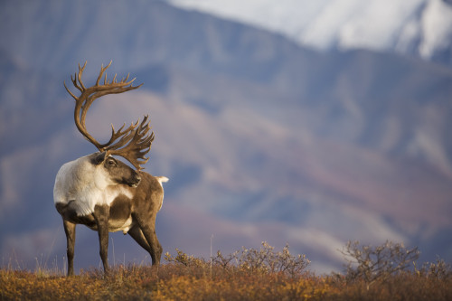 Bull Caribou On Autumn Tundra In Denali National Park, Interior Alaska PosterPrint - Item # VARDPI2139024