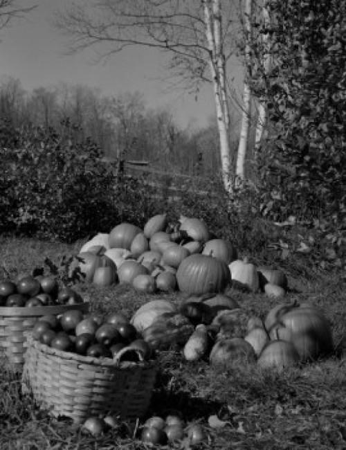 Pumpkins and apples in baskets Poster Print - Item # VARSAL255423875