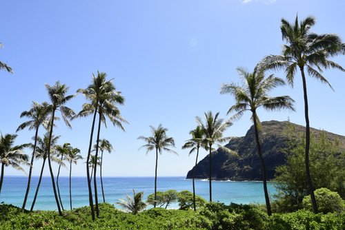 Hawaiian palm trees along the coast of Waimanalo Bay, Oahu, Hawaii Poster Print - Item # VARPSTRYN100027T