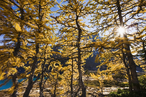 Artist's Choice: Sun Through Larch Trees, Lake Mcarthur, Yoho National Park, British Columbia PosterPrint - Item # VARDPI2049557