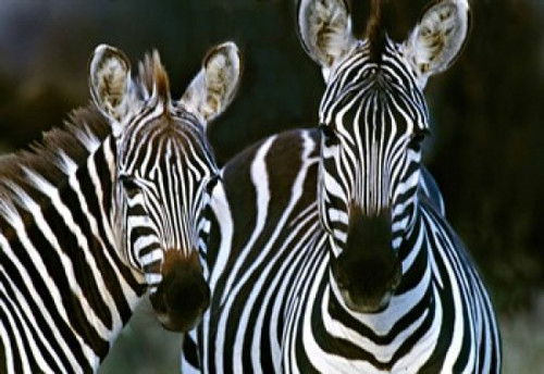 Zebras Africa Poster Print by Panoramic Images (16 x 12) - Item # PPI84124