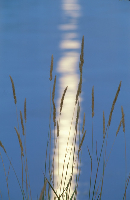 Reeds in Sun/Moon Light Reflection Poster Print - Item # VARPPI66404