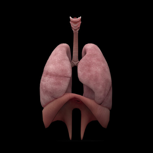 3D rendering of human lungs Poster Print - Item # VARPSTSTK701162H