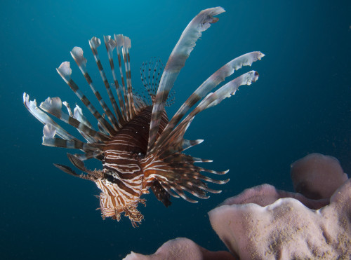 Close-up view of a lionfish, Gorontalo, Indonesia Poster Print - Item # VARPSTSJN400361U