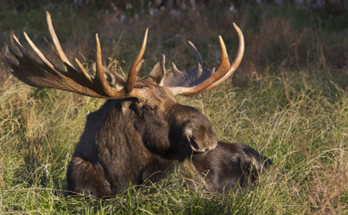 Large Bull Moose resting in grass, Anchorage coastline, Southcentral Alaska, Autumn PosterPrint - Item # VARDPI2390118