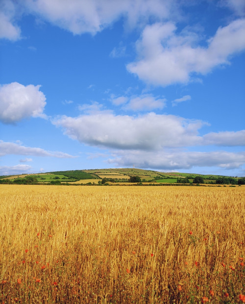 Slieveardagh Hills, Co Kilkenny, Ireland; Wheat Field PosterPrint - Item # VARDPI1804317