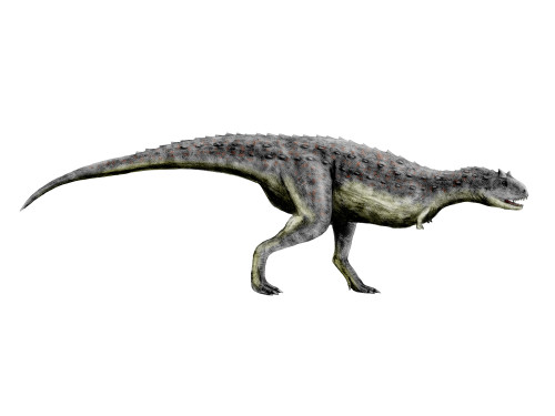 Carnotaurus dinosaur, white background Poster Print - Item # VARPSTNBT600080P