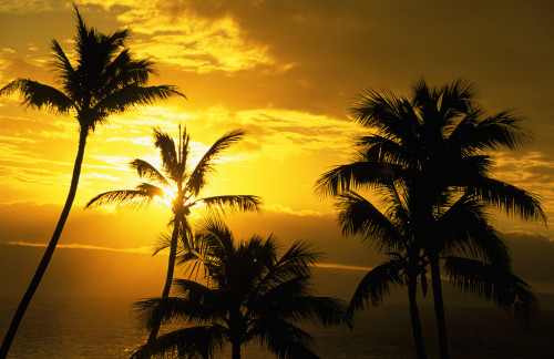 Hawaii, Maui, View Of Palm Tree Tops, Orange Sunset In Background, Ocean PosterPrint - Item # VARDPI1991910