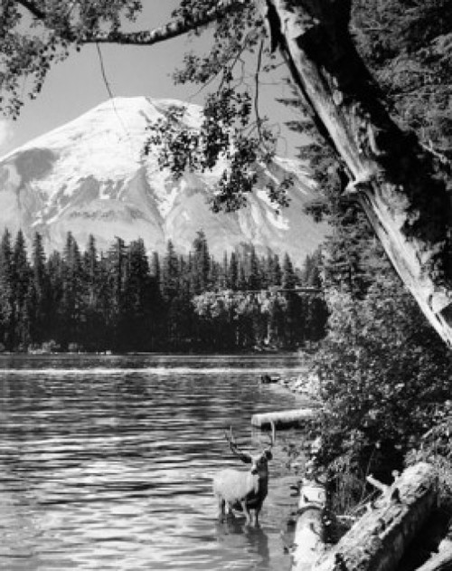 Deer standing in a lake  Mount St. Helens  Spirit Lake  Washington State  USA Poster Print - Item # VARSAL25525845