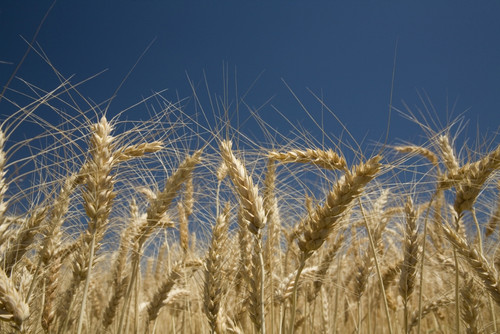 Oregon, Usa; Stalks Of Wheat PosterPrint - Item # VARDPI1845632