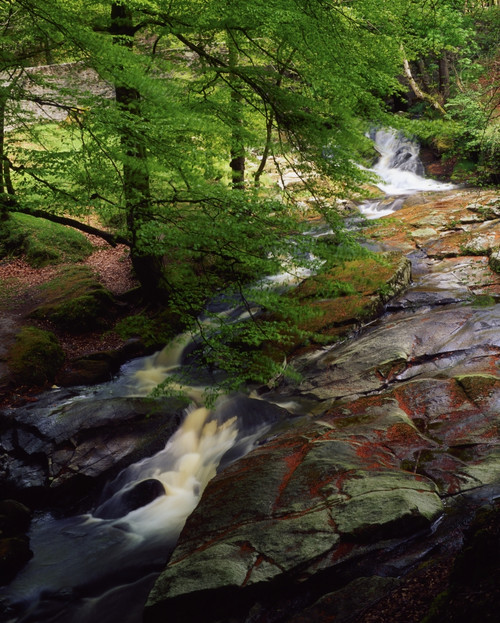 Cloughleagh Wood, Kilbride, Ireland PosterPrint - Item # VARDPI1813379
