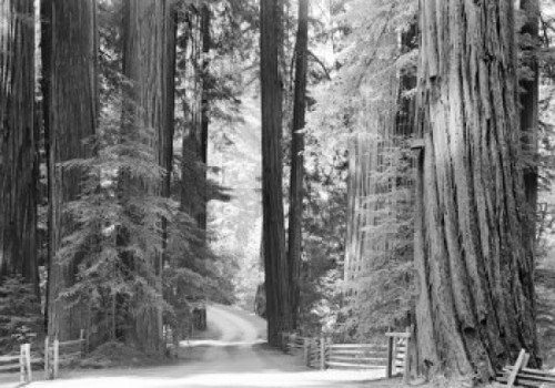 USA  California  Redwood National Park Poster Print - Item # VARSAL255419125
