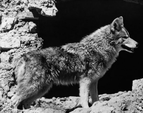 Side profile of a coyote Poster Print - Item # VARSAL25532156