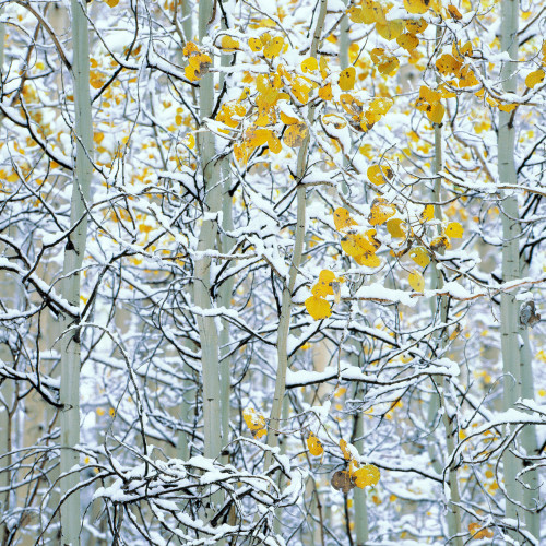 Snow covered aspen trees, Colorado, USA Poster Print - Item # VARPPI169054