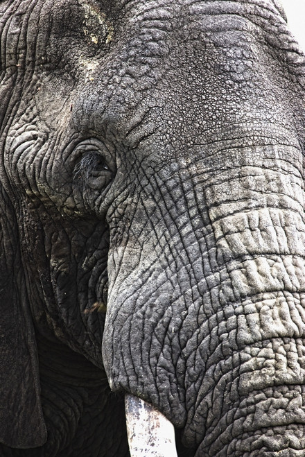 Portrait Of African Bull Elephant PosterPrint - Item # VARDPI1833046
