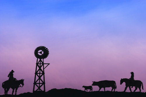 End Of The Day At Cattle Round Up Southern Alberta Canada PosterPrint - Item # VARDPI1776613