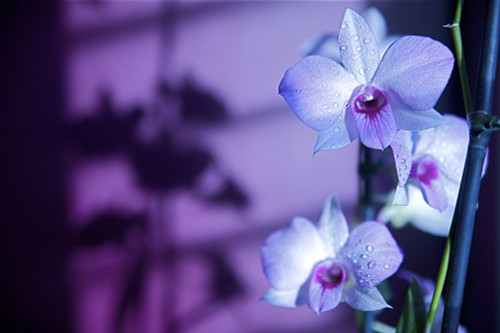 Hawaii, Kauai, White Orchid With Purple Lighting. PosterPrint - Item # VARDPI1974072