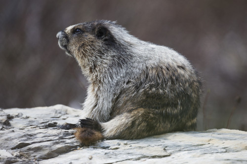 Marmot (Marmota), Yoho National Park; British Columbia, Canada PosterPrint - Item # VARDPI12252399