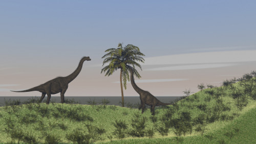 Two large Brachiosaurus grazing on a tall tree Poster Print - Item # VARPSTKVA600129P
