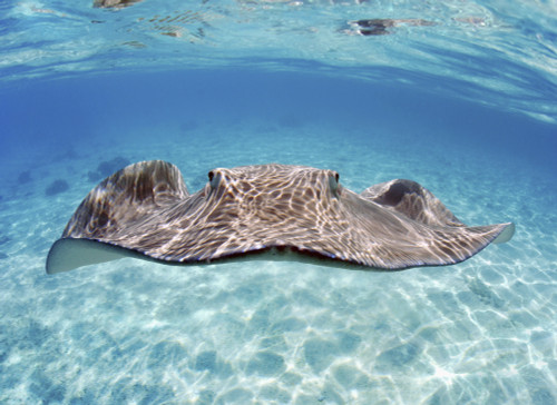French Polynesia, Tahiti, Bora Bora, Stingray In Beautiful Turquoise Water. PosterPrint - Item # VARDPI1975920