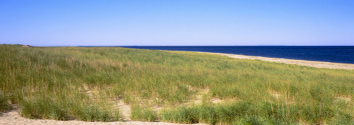 Grass on the beach, Cape Cod, Massachusetts, USA Poster Print - Item # VARPPI158207