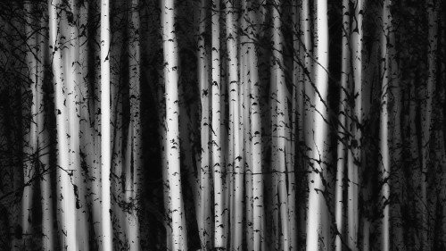 Forest of birch trees; Alberta, Canada PosterPrint - Item # VARDPI12290227