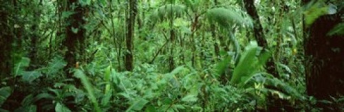 Monteverde Cloud Forest Reserve  Costa Rica Poster Print by Panoramic Images (37 x 12) - Item # PPI88940