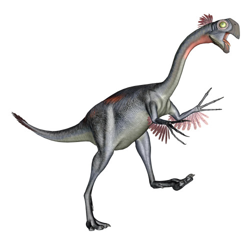 Gigantoraptor dinosaur, white background Poster Print - Item # VARPSTEDV600058P