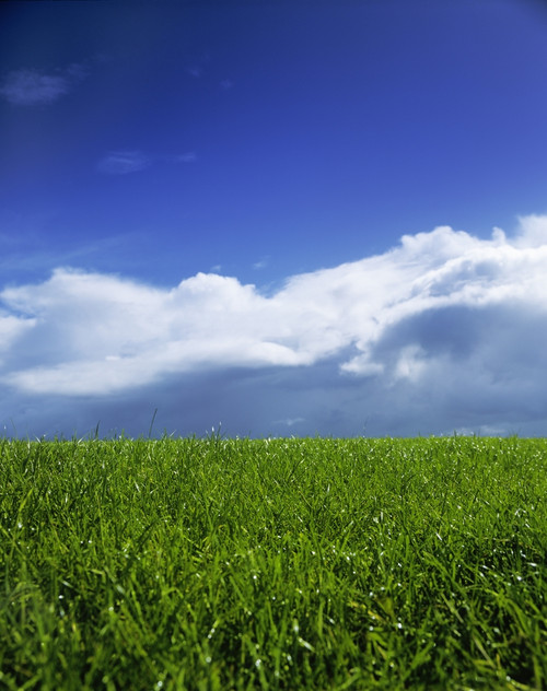 Grass In A Field, Ireland PosterPrint - Item # VARDPI1798492
