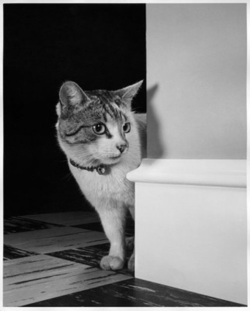 Cat peeking around a corner Poster Print - Item # VARSAL25530151