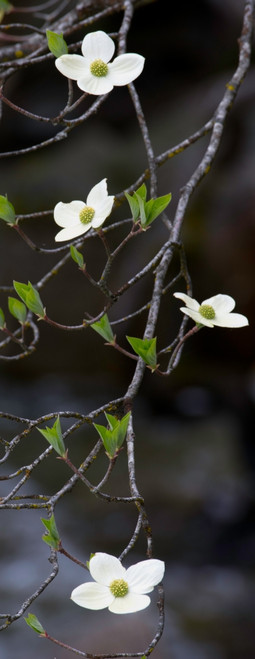 Close-up of Dogwood flowers, Yosemite National Park, California, USA Poster Print - Item # VARPPI167576