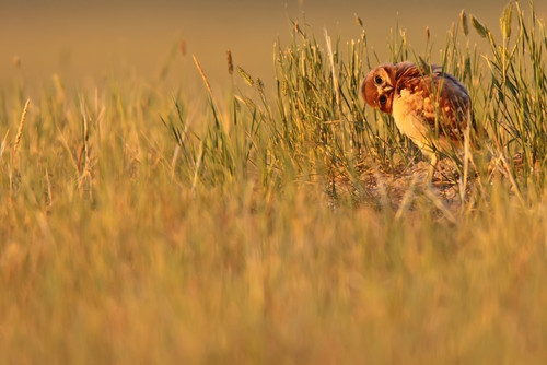 Digitally Enhanced Image With Painterly Effect Of Burrowing Owl Chick, Grasslands National Park, Saskatchewan PosterPrint - Item # VARDPI2046208
