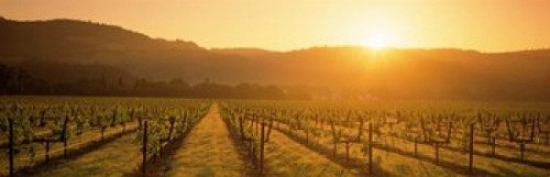 Napa Valley Vineyard  California Poster Print by Panoramic Images (38 x 12) - Item # PPI31950