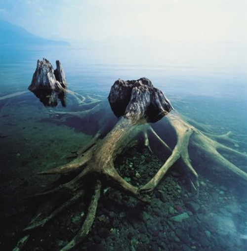 Old Tree Trunks Underwater Poster Print by Panoramic Images (36 x 36) - Item # PPI126928