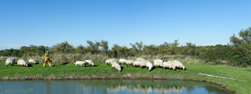 Shepherd walking with flock of sheep in a field, Oleron, Charente-Maritime, Poitou-Charentes, France Poster Print - Item # VARPPI171239
