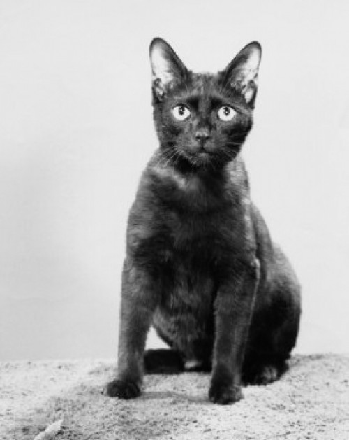 Black cat sitting Poster Print