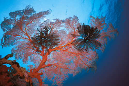 Palau, Sea Fans Feather Stars (Gorgonacea Crinoidea) PosterPrint - Item # VARDPI1990360