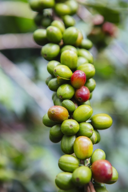 Coffee growing in the highlands of Ethiopia; Ethiopia PosterPrint - Item # VARDPI2426526