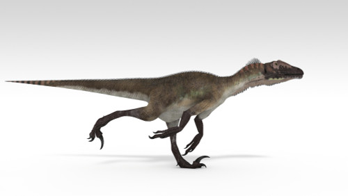 Utahraptor dinosaur, white background Poster Print - Item # VARPSTKVA600774P