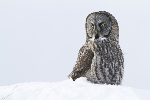 Great Gray Sitting In Snow, Anchorage, Southcentral Alaska, Winter PosterPrint - Item # VARDPI2274876