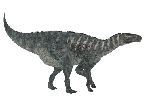 Iguanodon dinosaur. Iguanodon was a herbivorous dinosaur that lived in Europe during the Cretaceous Period Poster Print - Item # VARPSTCFR200468P
